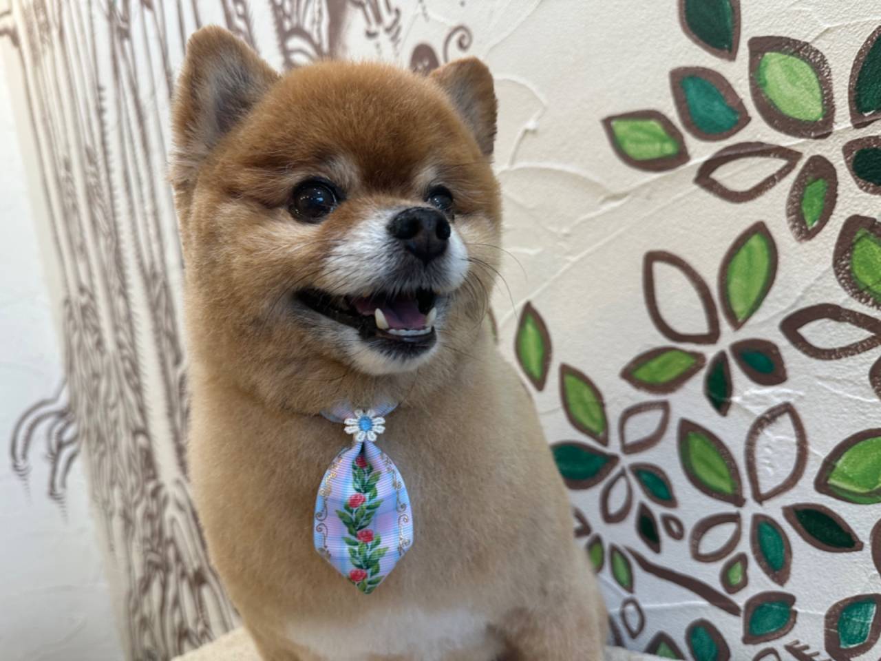 茨木のトリミングサロン・Dog Beauty greenは飼い主様の利便性を重視しています